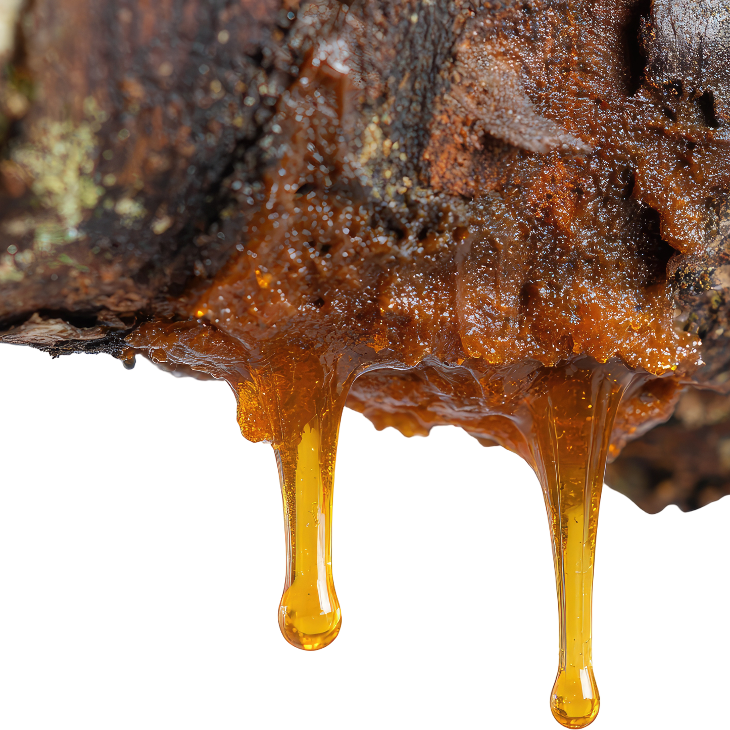 Copaiba Balsam (Brazil)