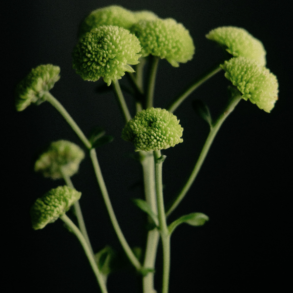 Ethyl Linalool
