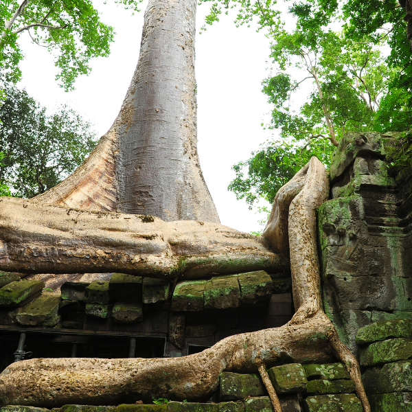 Ho Wood, China