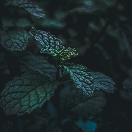 Peppermint, Willamette Valley EO