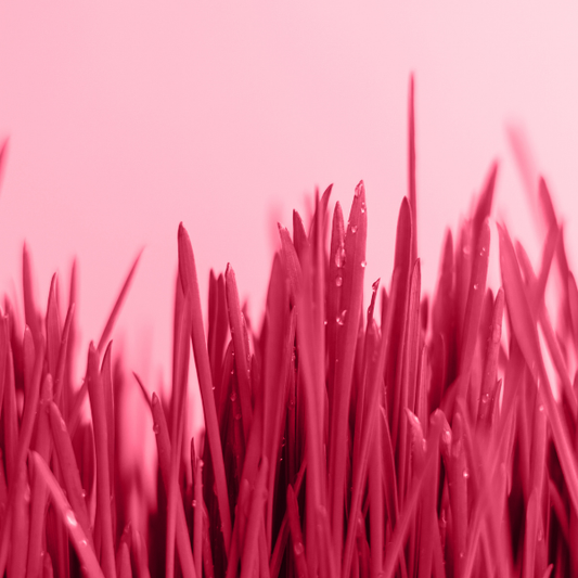 Palmarosa, Wild Crafted Nepal